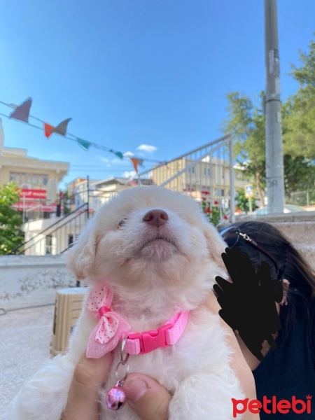 Maltese, Köpek  Leydi fotoğrafı