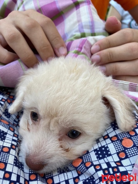 Maltese, Köpek  Leydi fotoğrafı