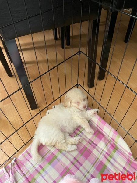 Maltese, Köpek  Leydi fotoğrafı