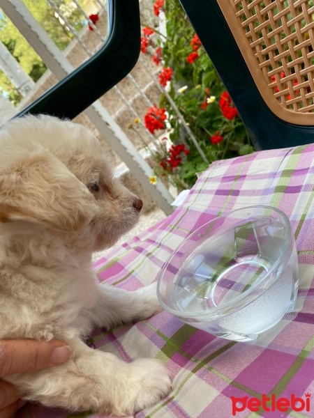 Maltese, Köpek  Leydi fotoğrafı