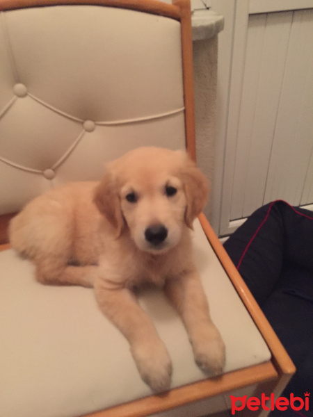 Golden Retriever, Köpek  şaşa fotoğrafı