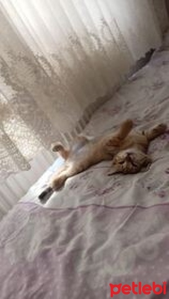 Sarman, Kedi  Limon fotoğrafı