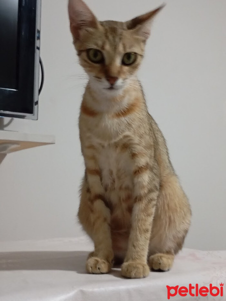 Sarman, Kedi  Limon fotoğrafı