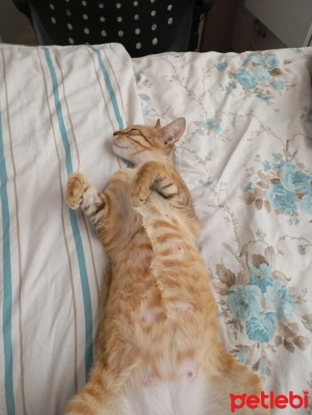 Sarman, Kedi  Limon fotoğrafı