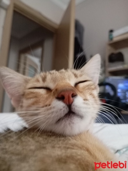 Sarman, Kedi  Limon fotoğrafı