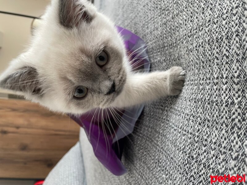 British Shorthair, Kedi  Odin fotoğrafı