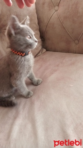 British Longhair, Kedi  Duman fotoğrafı