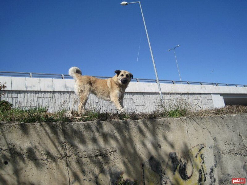 Sokö (Sokak Köpeği), Köpek  ZUZU fotoğrafı