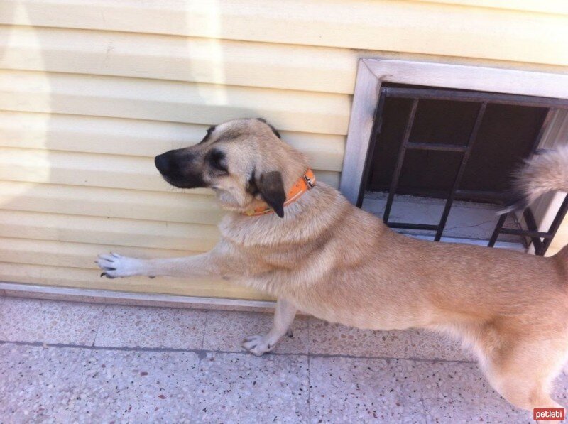 Sokö (Sokak Köpeği), Köpek  ZUZU fotoğrafı