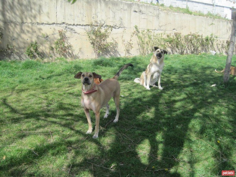 Sokö (Sokak Köpeği), Köpek  ZUZU fotoğrafı