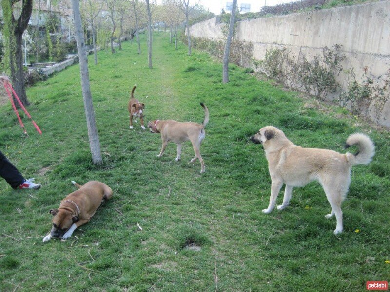 Sokö (Sokak Köpeği), Köpek  ZUZU fotoğrafı