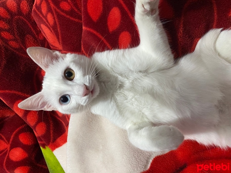Japon Bobtail, Kedi  Sütlaç fotoğrafı