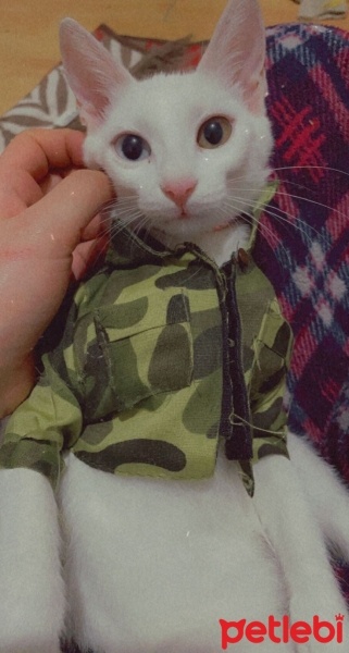 Japon Bobtail, Kedi  Sütlaç fotoğrafı