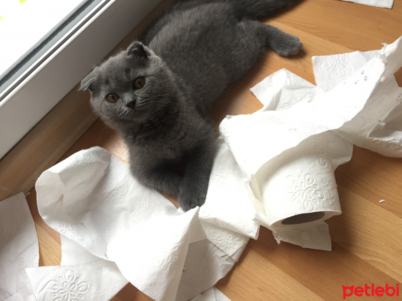 Scottish Fold, Kedi  Mars fotoğrafı