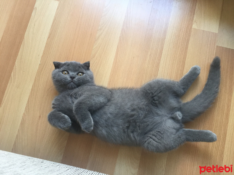 Scottish Fold, Kedi  Mars fotoğrafı