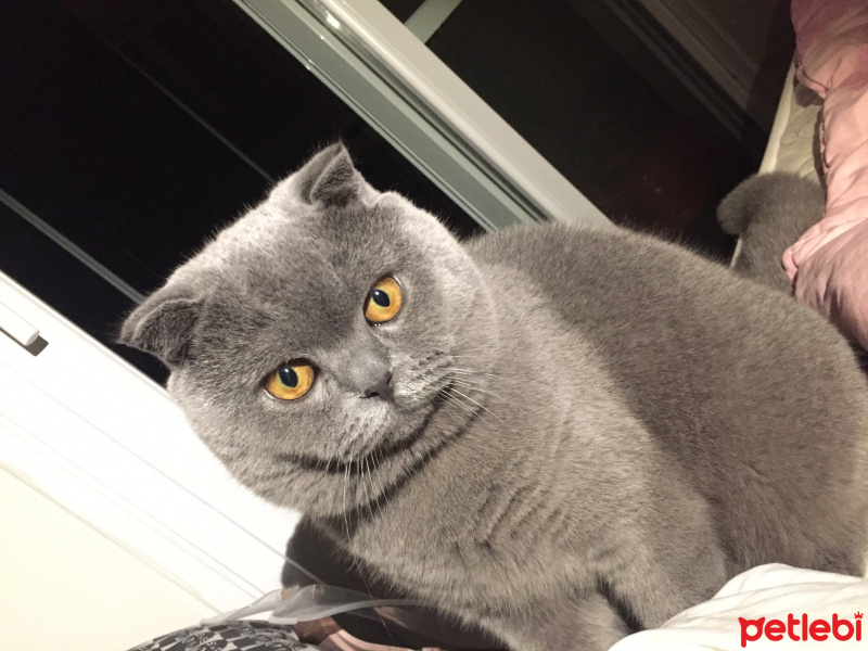 Scottish Fold, Kedi  Mars fotoğrafı
