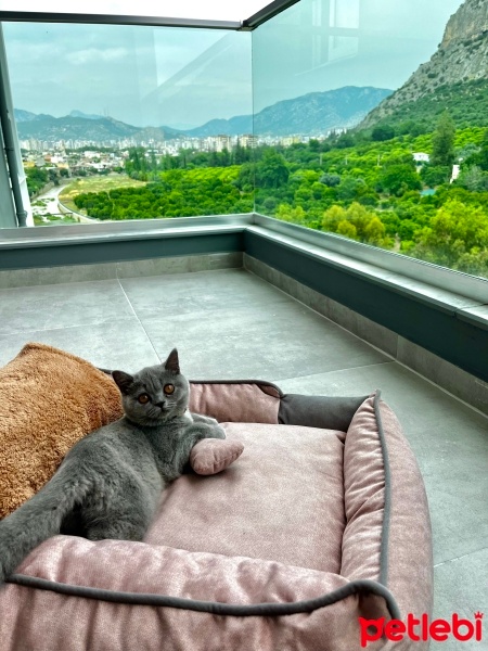 British Shorthair, Kedi  Mia fotoğrafı