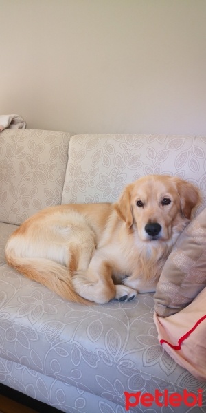 Golden Retriever, Köpek  Chelsea fotoğrafı
