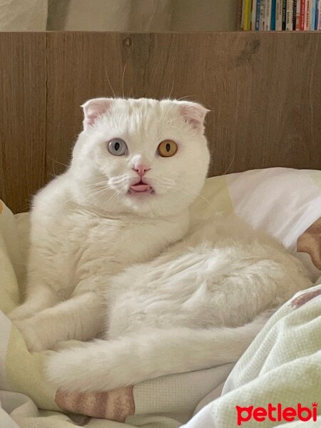 Scottish Fold, Kedi  Rüzgar fotoğrafı