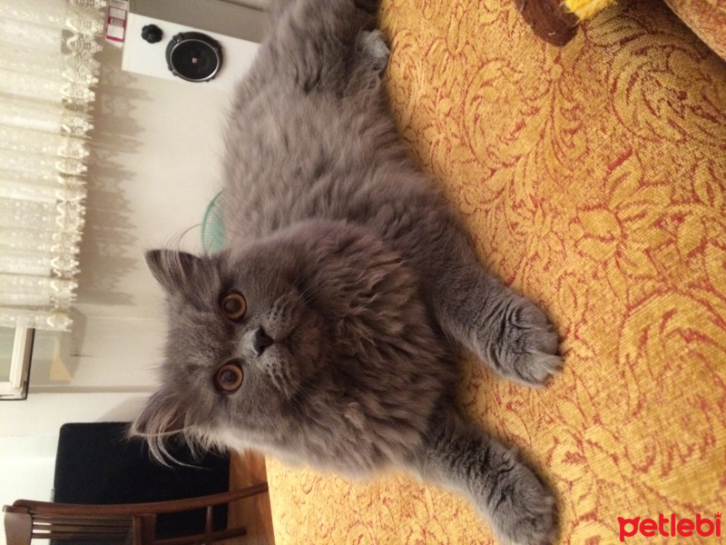 Chinchilla, Kedi  Tüylü fotoğrafı