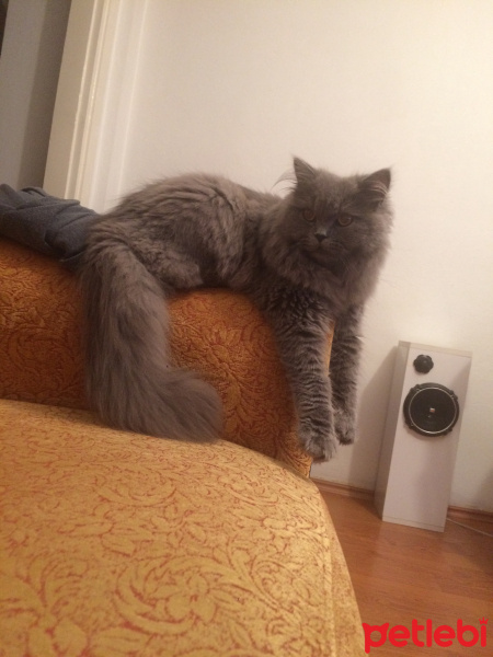 Chinchilla, Kedi  Tüylü fotoğrafı