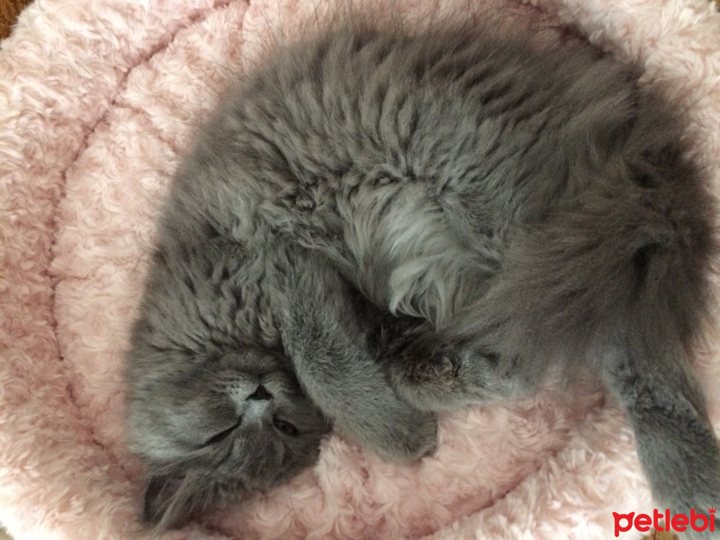 Chinchilla, Kedi  Tüylü fotoğrafı
