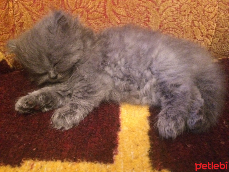 Chinchilla, Kedi  Tüylü fotoğrafı