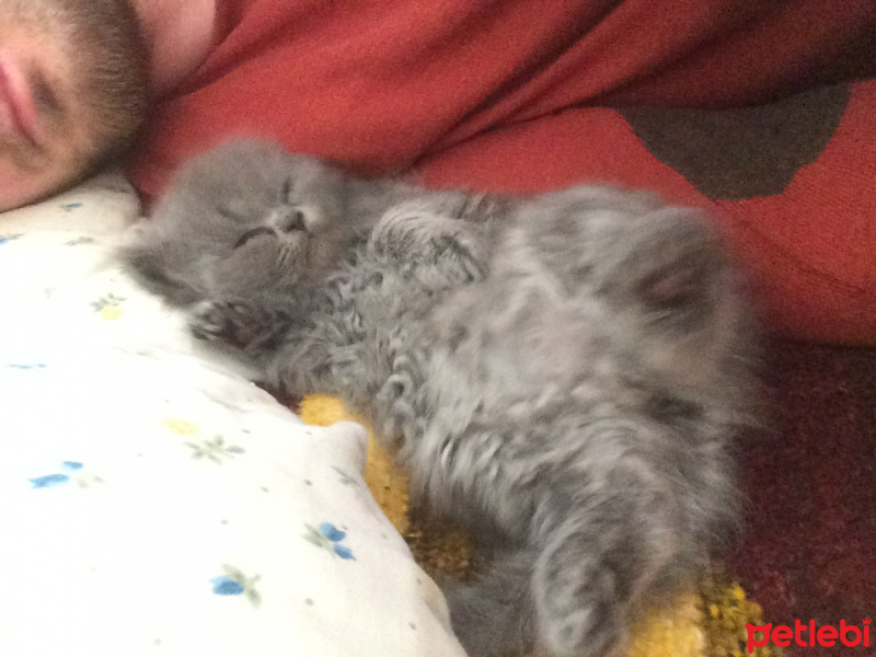 Chinchilla, Kedi  Tüylü fotoğrafı