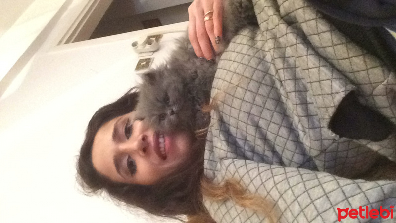 Chinchilla, Kedi  Tüylü fotoğrafı