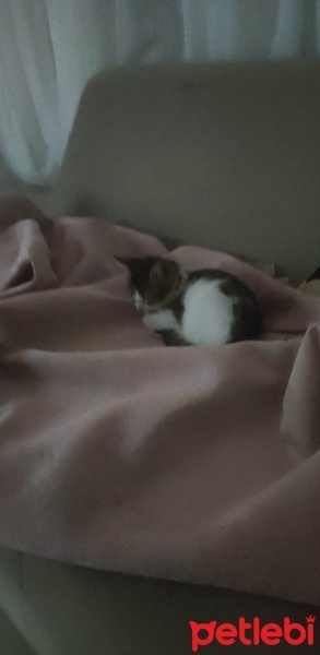 Tekir Kedi, Kedi  Sultan fotoğrafı