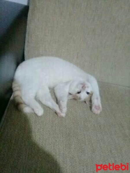 Ankara Kedisi, Kedi  Köpük fotoğrafı
