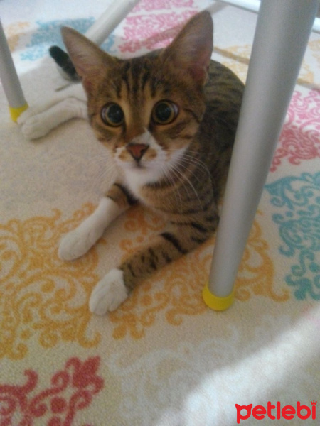Tekir Kedi, Kedi  felix fotoğrafı