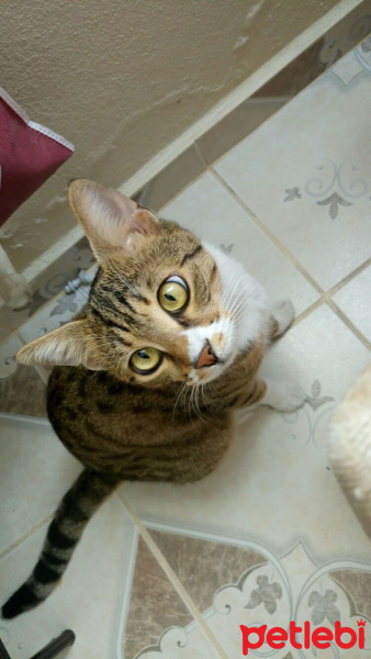 Tekir Kedi, Kedi  felix fotoğrafı