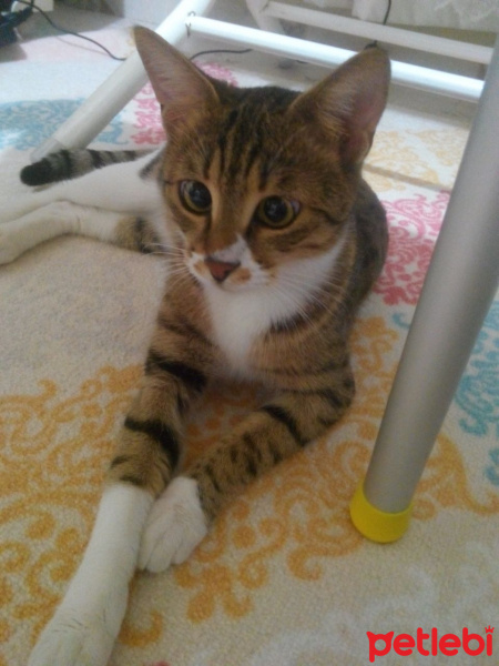 Tekir Kedi, Kedi  felix fotoğrafı