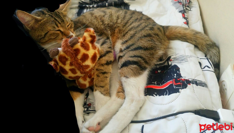 Tekir Kedi, Kedi  felix fotoğrafı