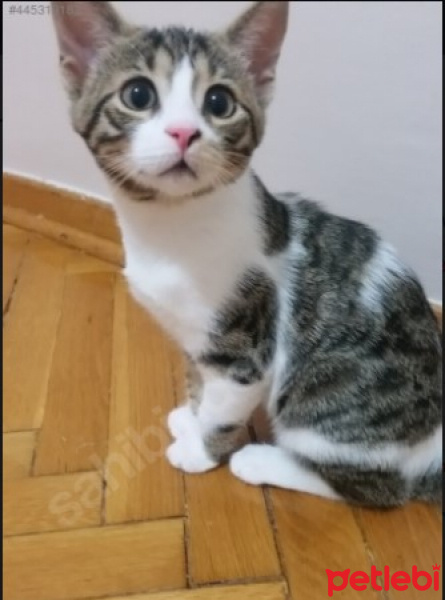 Tekir Kedi, Kedi  Şaşı - Şaşgöz :) fotoğrafı