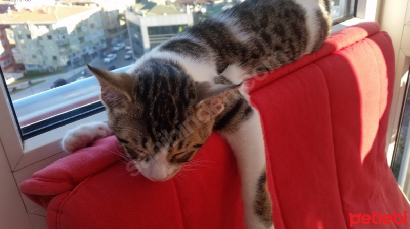 Tekir Kedi, Kedi  Şaşı - Şaşgöz :) fotoğrafı