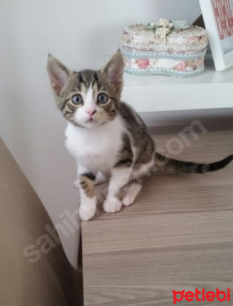 Tekir Kedi, Kedi  Şaşı - Şaşgöz :) fotoğrafı