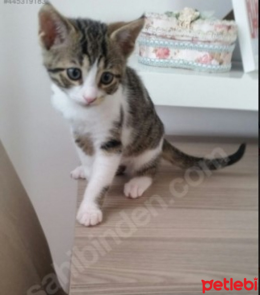 Tekir Kedi, Kedi  Şaşı - Şaşgöz :) fotoğrafı