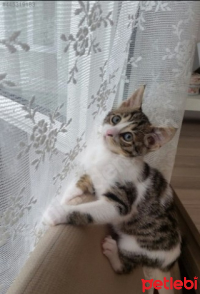 Tekir Kedi, Kedi  Şaşı - Şaşgöz :) fotoğrafı