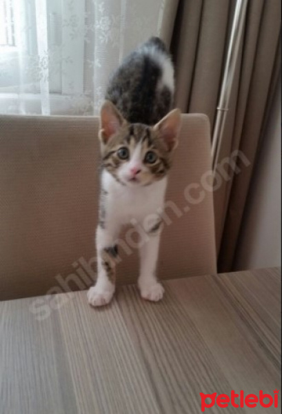 Tekir Kedi, Kedi  Şaşı - Şaşgöz :) fotoğrafı