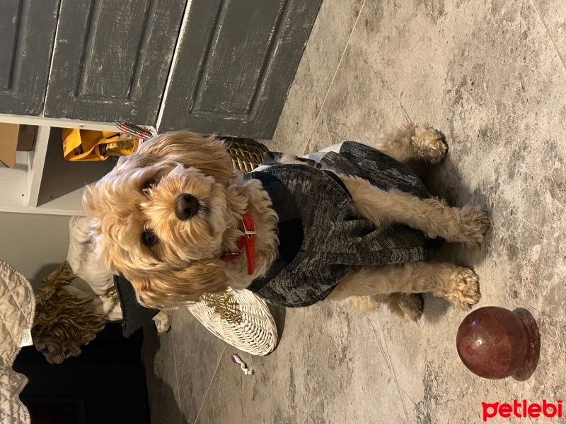 Maltese, Köpek  Tarçın fotoğrafı