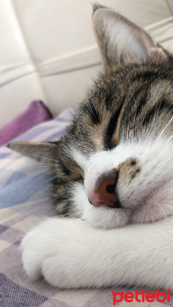 Tekir Kedi, Kedi  Mia fotoğrafı