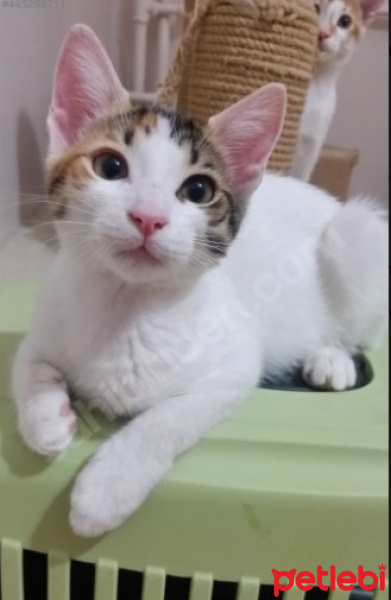 Tekir Kedi, Kedi  Neşeli Surat :) fotoğrafı