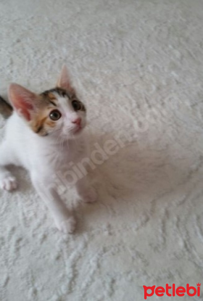 Tekir Kedi, Kedi  Neşeli Surat :) fotoğrafı