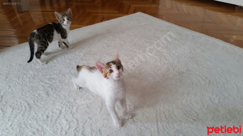 Tekir Kedi, Kedi  Neşeli Surat :) fotoğrafı