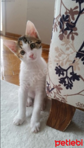 Tekir Kedi, Kedi  Neşeli Surat :) fotoğrafı