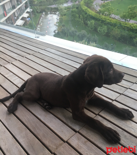 Labrador Retriever, Köpek  Rey fotoğrafı