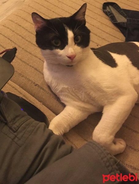 Tuxedo (Smokin) Kedi, Kedi  Piyaz fotoğrafı