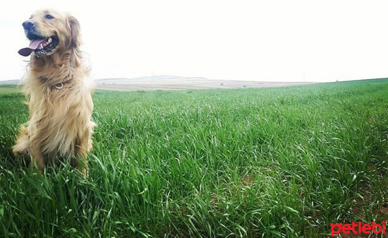Golden Retriever, Köpek  Cin fotoğrafı